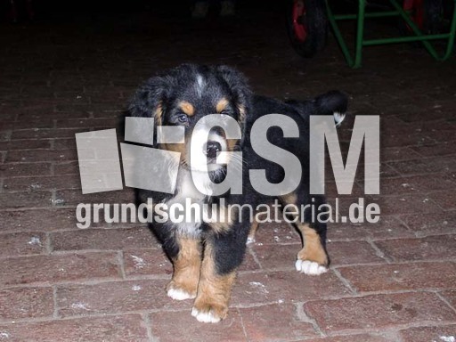 Berner Sennenhund_1.jpg